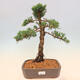 Vonkajšie bonsai - Juniperus chinensis Kishu -Jalovec čínsky - 1/5
