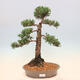 Vonkajšie bonsai - Juniperus chinensis Kishu -Jalovec čínsky - 1/5