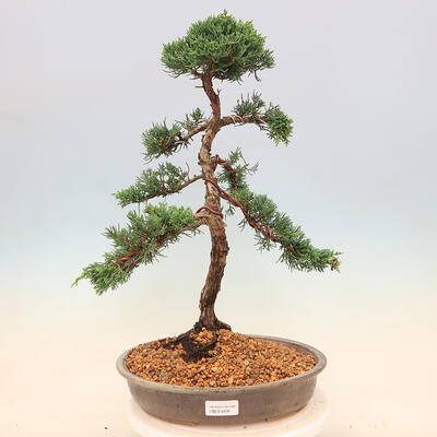 Vonkajší bonsai - Juniperus chinensis -Jalovec čínsky - 1