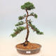 Vonkajší bonsai - Juniperus chinensis -Jalovec čínsky - 1/5