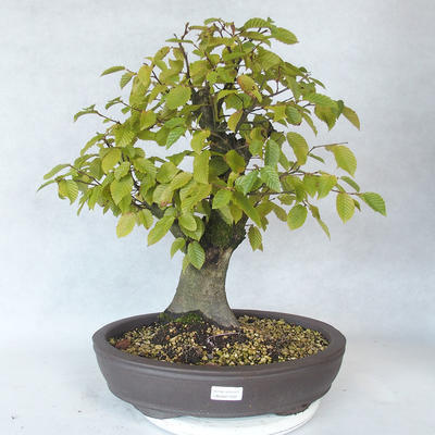 Vonkajšie bonsai - Hrab obyčajný - Carpinus betulus - 1