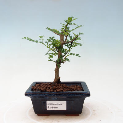 Izbová bonsai - Zantoxylum piperitum - korenistý - 1