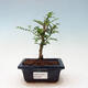 Izbová bonsai - Zantoxylum piperitum - korenistý - 1/5