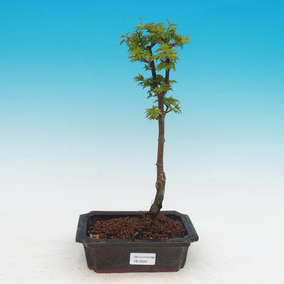 Vonkajší bonsai -Javor malolistá SHISHIGASHIRA - 1
