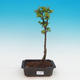 Vonkajší bonsai -Javor malolistá SHISHIGASHIRA - 1/2