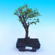 Izbová bonsai - Durant erecta Aurea - 1/3