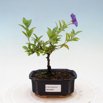 Izbová bonsai - Horcový stromček-Solanum rantonnetii - 1