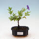 Izbová bonsai - Horcový stromček-Solanum rantonnetii - 1/3