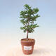 Vonkajší bonsai - Cham.pis obtusa Nana Gracilis - Cyprus - 1/2
