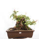 Vonkajší bonsai -Javor babyka - Acer campestre - 1/6