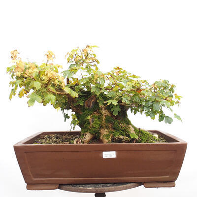 Vonkajší bonsai -Javor babyka - Acer campestre - 1