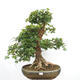 Vonkajší bonsai -Javor babyka - Acer campestre - 1/6