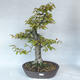 Vonkajšie bonsai - Hrab obyčajný - Carpinus betulus - 1/5