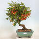 Vonkajší bonsai -Malus halliana - Maloplodá jabloň - 1/5