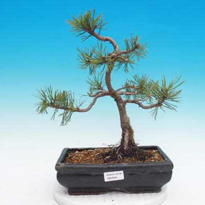 Vonkajšie bonsai - Pinus mugo mops - Borovica Marhuľa