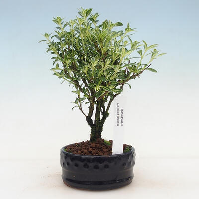 Izbová bonsai - Serissa foetida Variegata - Strom tisíce hviezd - 1