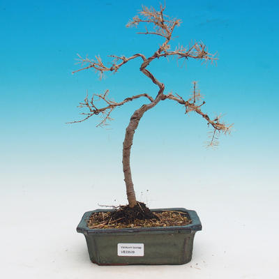 Vonkajší bonsai -Modřín opadavý-Larix decidua