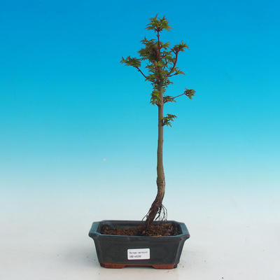 Vonkajšie bonsai -Javor malolistá SHISHIGASHIRA - 1