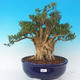 Izbová bonsai - Buxus harlandii - 1/7