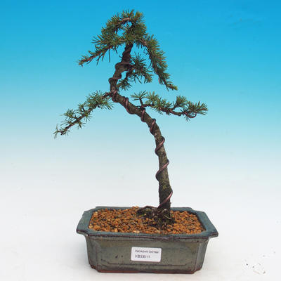Vonkajšie bonsai - Cedrus Bozkavanie brevifolia - Céder zelený