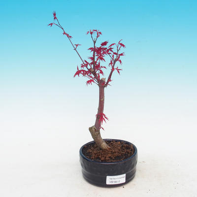 Vonkajšie bonsai - Javor dlaňolistý - Acer palmatum DESHOJO - 1