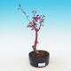Vonkajšie bonsai - Javor dlaňolistý - Acer palmatum DESHOJO - 1/2
