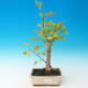 Vonkajšie bonsai - Ginko dvojlaločné - Ginkgo biloba - 1/4
