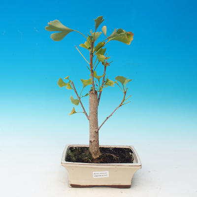 Vonkajšie bonsai - Ginko dvojlaločné - Ginkgo biloba - 1
