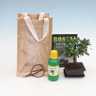 Izbová bonsai v darčekovej taške - JUTA, Carmona - čaj fuki
