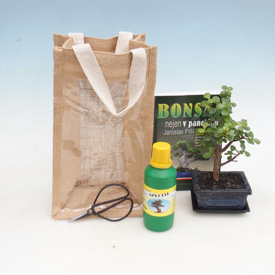 Izbová bonsai v darčekovej taške - JUTA, Portulakaria Afra - Tlustice