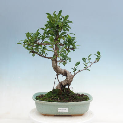 Izbová bonsai - Ficus kimmen - malolistý fikus