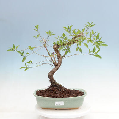 Izbová bonsai - Horcový stromček-Solanum rantonnetii - 1