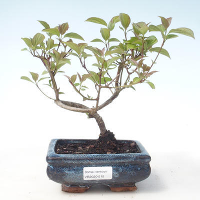 Vonkajšie bonsai - Drieň - Cornus mas VB2020-515 - 1
