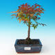 Vonkajšie bonsai - Acer palmatum Beni Tsucasa - Javor dlaňolistý - 1/3