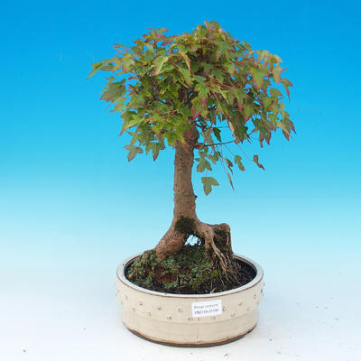 Vonkajšie bonsai - Javor Buergerianum - Javor Burgerův