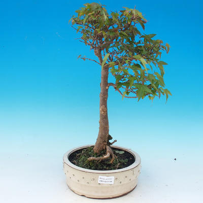 Vonkajšie bonsai - Javor Buergerianum - Javor Burgerův