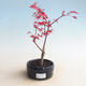 Vonkajšie bonsai - Acer palm. Atropurpureum-Javor dlaňolistý červený - 1/2