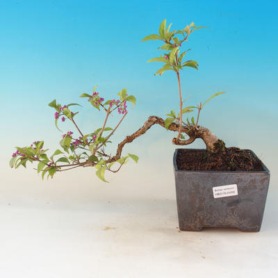 Vonkajšie bonsai - krásnoplodka Callicarpa - 1