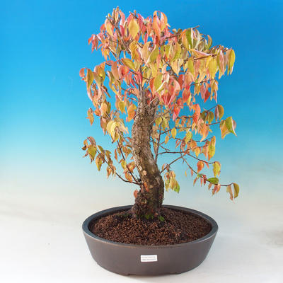Vonkajšie bonsai - Drieň - Cornus mas - 1