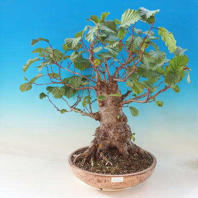 Vonkajšie bonsai - Jelša lepkavá - Alnus glutinosa - 1