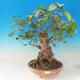 Vonkajšie bonsai - Jelša lepkavá - Alnus glutinosa - 1/3