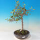 Vonkajší bonsai -Malus halliana - Maloplodé jabloň - 1/3