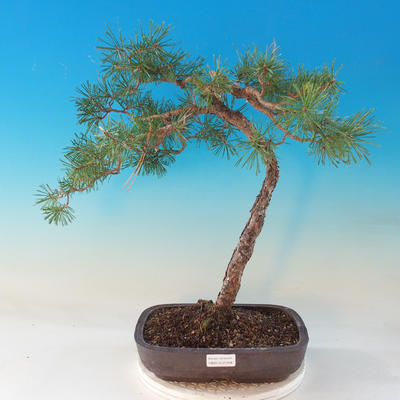 Vonkajšie bonsai - Pinus Sylvestris - Borovica lesná