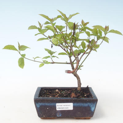 Vonkajšie bonsai - Drieň - Cornus mas VB2020-520 - 1