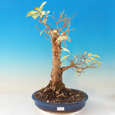 Vonkajšie bonsai - Zlatice - Forsythia - 1