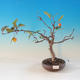 Vonkajší bonsai -Malus halliana - Maloplodé jabloň - 1/3