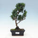 Izbová bonsai - Podocarpus - Kamenný tis - 1/5