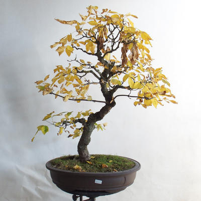 Vonkajšie bonsai - Javor jaseňolistý - Acer negundo - 1