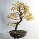 Vonkajšie bonsai - Javor jaseňolistý - Acer negundo - 1/4