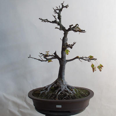 Vonkajšie bonsai - Javor klenie - Acer platanoides - 1